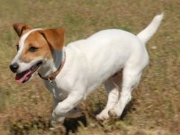 Jack Russell Terrier thumbnail